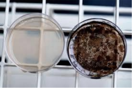 Biomaterials - Melanin