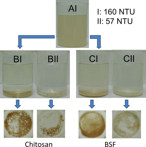 Chitosan for Water Treatment