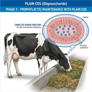 10 Weeks to Maturity - Plain COS