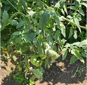 Chitosan IG, Chitosan for Tomato Disease