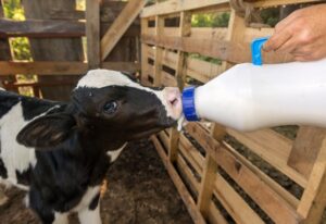 Chitosan's New Role in Calf Development and Nutrition