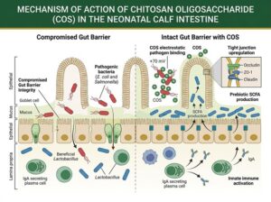 Mechanism of Action in Calves