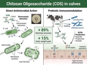 Chitosan Oligosaccharide - Mechanism of Action in Calves