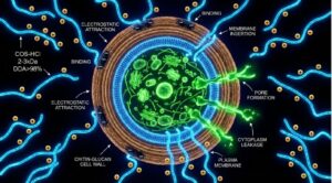 Mechanism C: Gut Barrier Protection