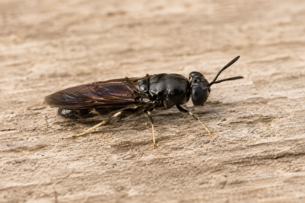 Insect-Origin