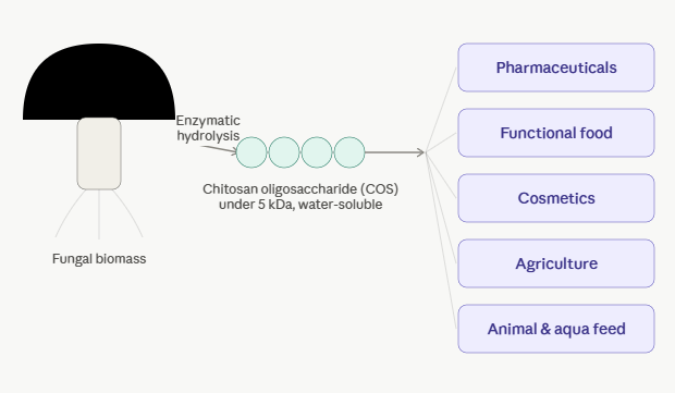 Mushroom-Derived Chitosan Oligosaccharide