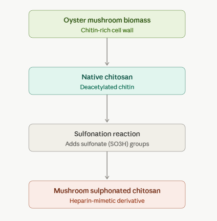 mushroom sulphonated chitosan
