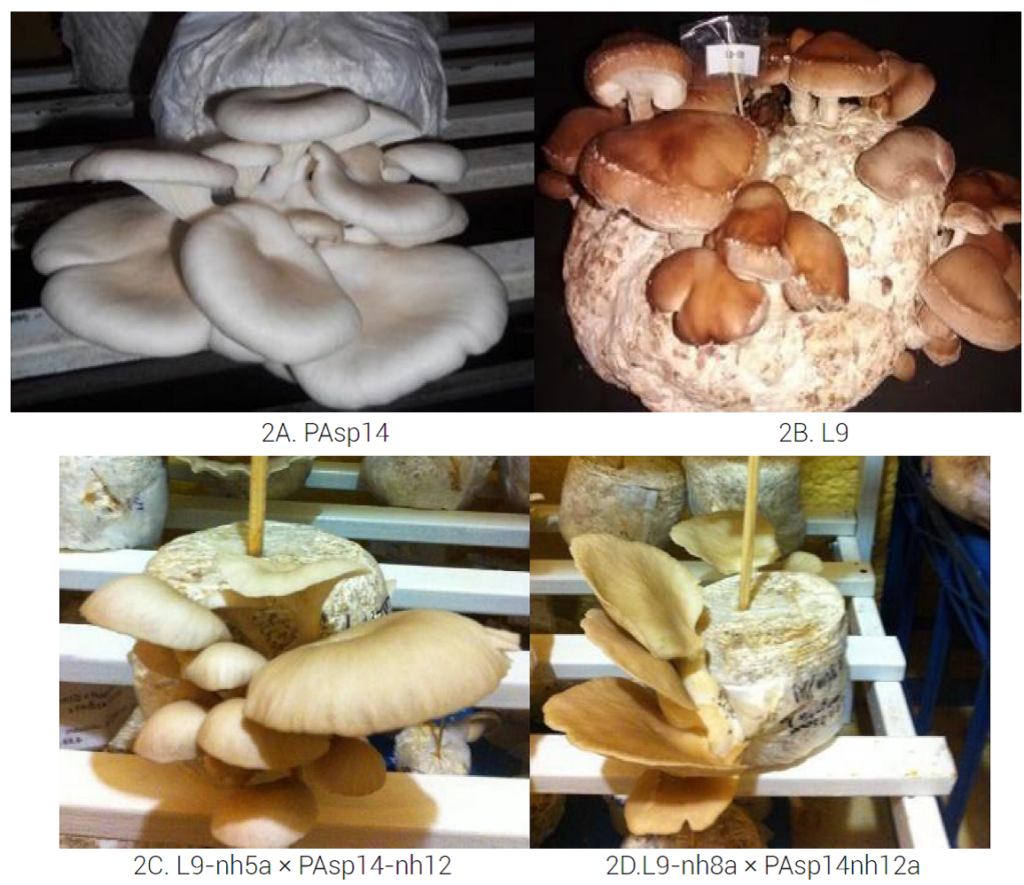 Mushroom Trimethyl Chitosan