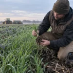 Chitosan for Winter Cover Crops