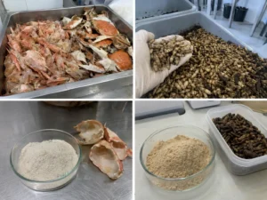 Shellfish CMCS vs BSF CMCS